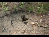 Dismal Swamp Virginia 2012